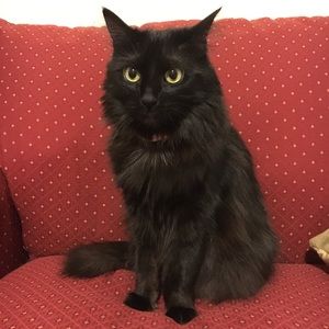 Meet your Posher, Yuna